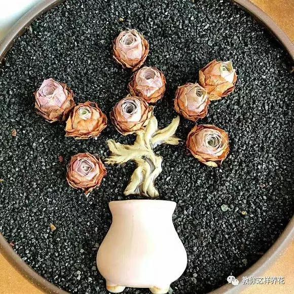 绿萝吊兰怎么养才能开花,比绿萝吊兰还好养的5种花