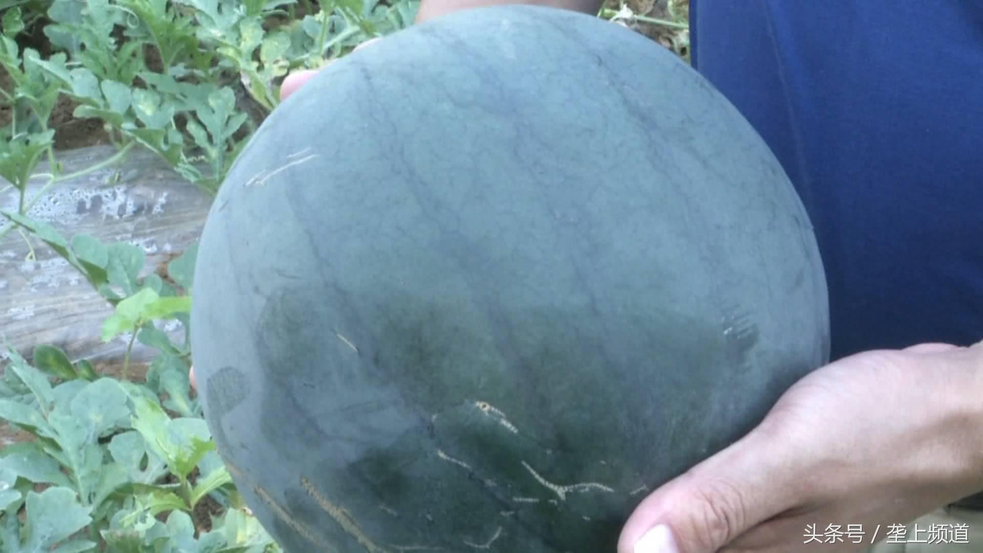 黄瓤西瓜出售哪里比较多,官庄湖黄瓤西瓜多少钱一斤