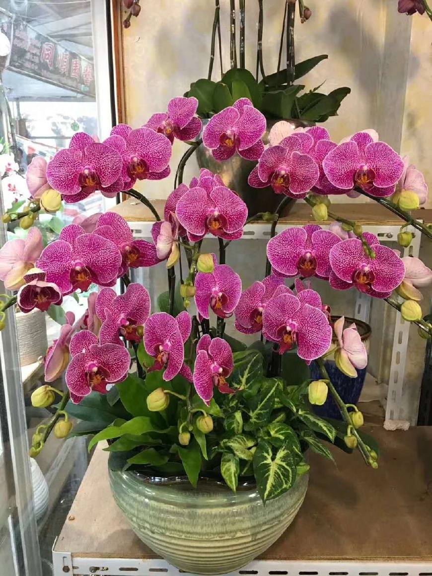 好养的贵族花,4种花便宜好养又漂亮