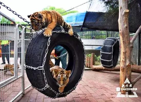 哈尔滨之夏游玩攻略,迷人的哈尔滨之夏音乐会