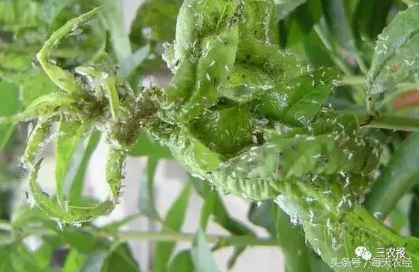 桃树虫害汇总，不看后悔！「上篇」