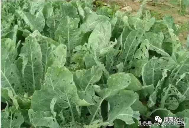 五种诱捕蔬菜害虫的技术措施,蔬菜常见的害虫有哪些