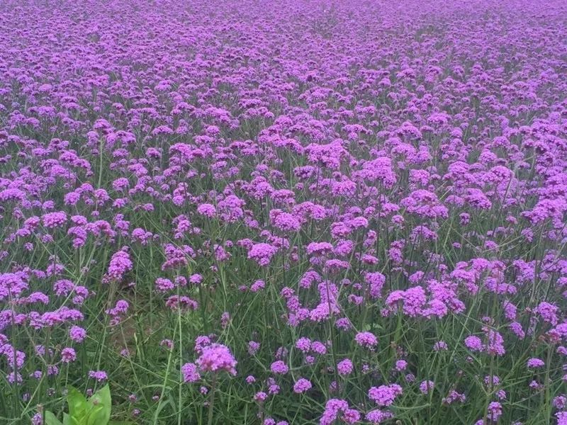 溽暑蒸人什么意思,溽暑蒸人