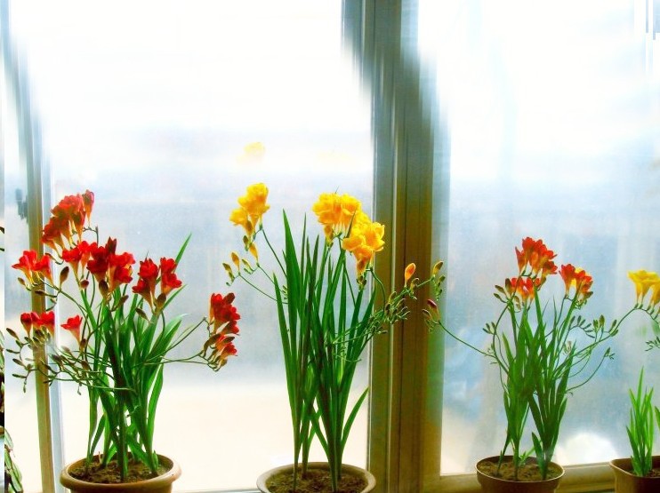 这种花千万别养,适合懒人养的四季花香雪兰