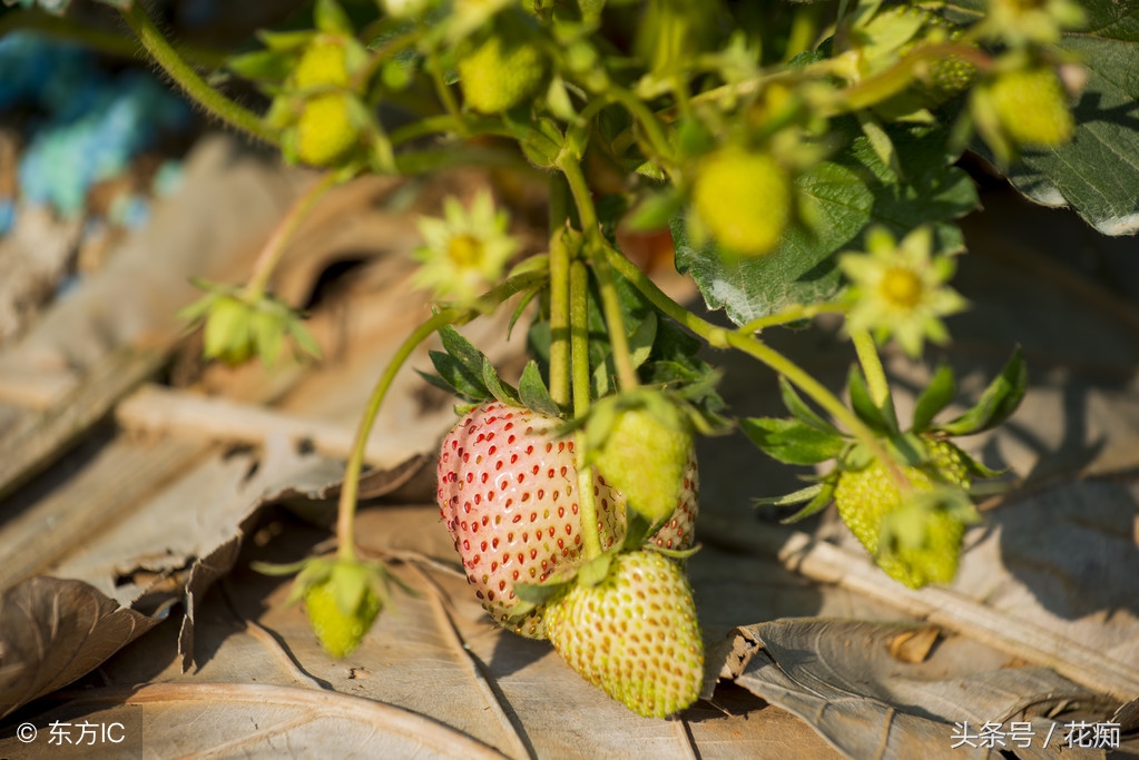 草莓走茎生根图,草莓匍匐茎可以继续分株吗