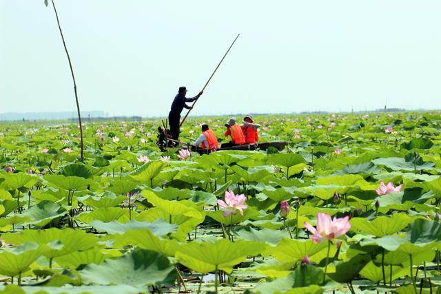 微山湖湿地荷花全景图,微山湖坐船赏荷花