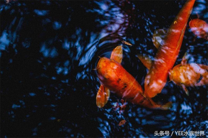 开缸养水没有捷径可走,生态缸养鱼开缸过程