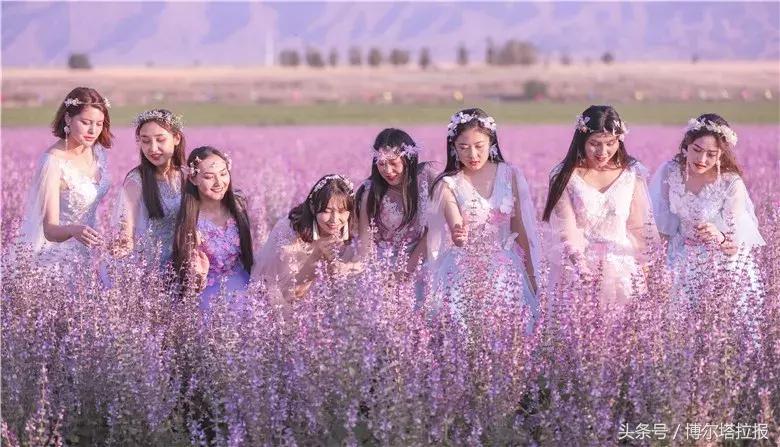 投票啦！快来支持你喜欢的紫苏仙子吧！