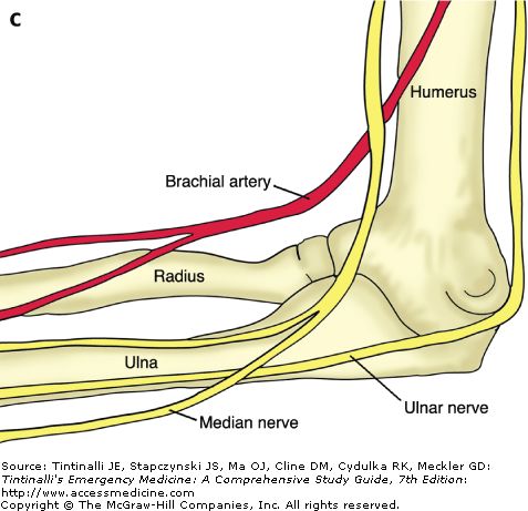 人类的身体器官有什么,人类肉体进化到极致