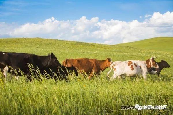 无法忘记的第一次草原之旅,一生必去一次的草原