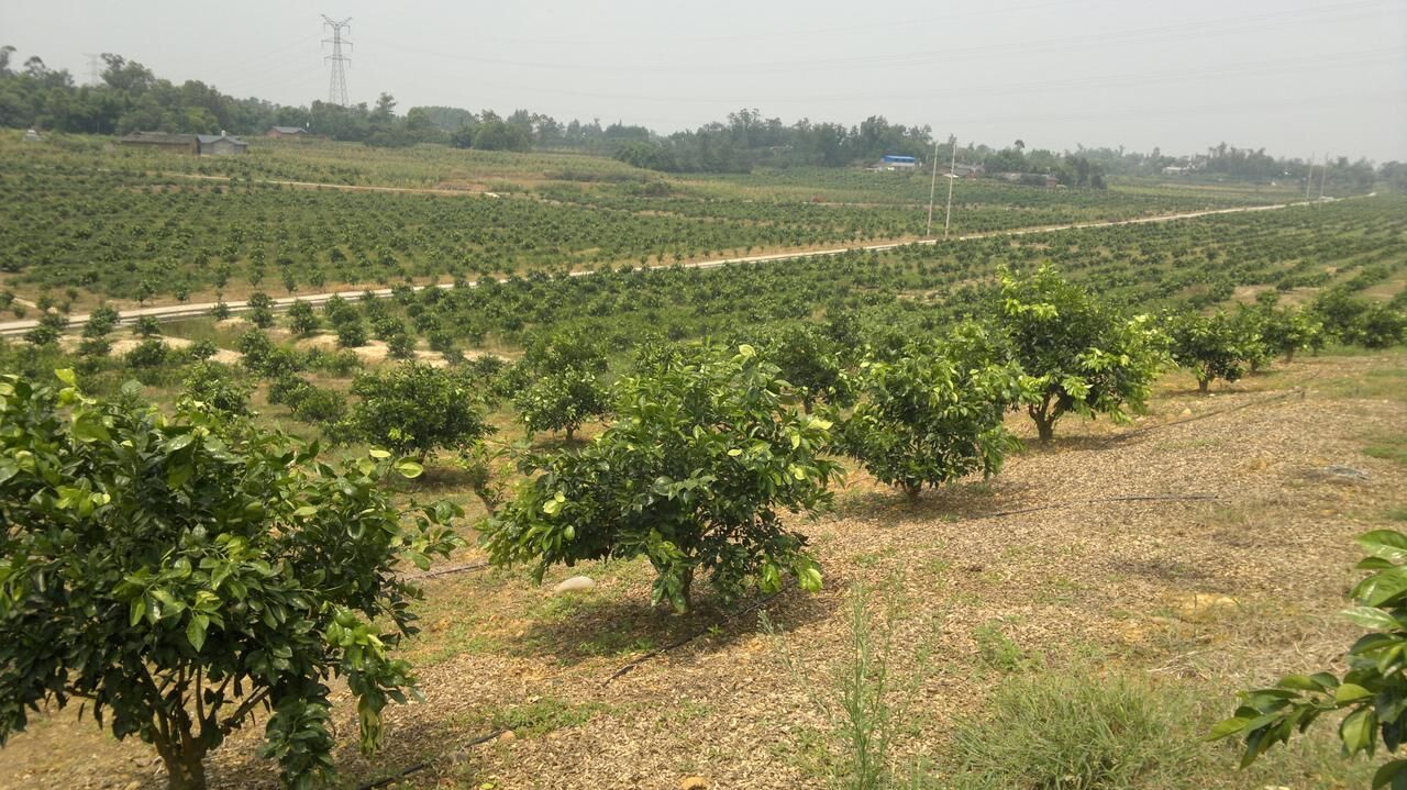 如何经营水果产业,怎么样才能把水果行业做大做强