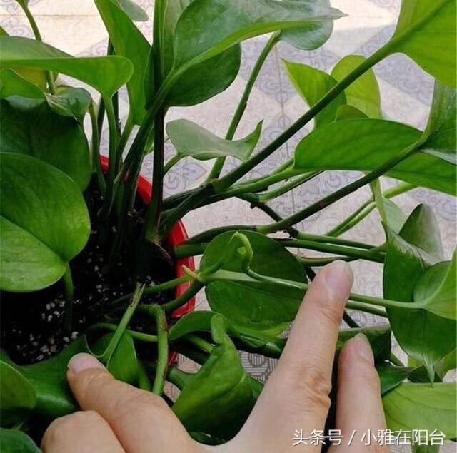 大绿萝怎么养能迅速爬藤,养了四个月的绿萝怎么不长吊藤