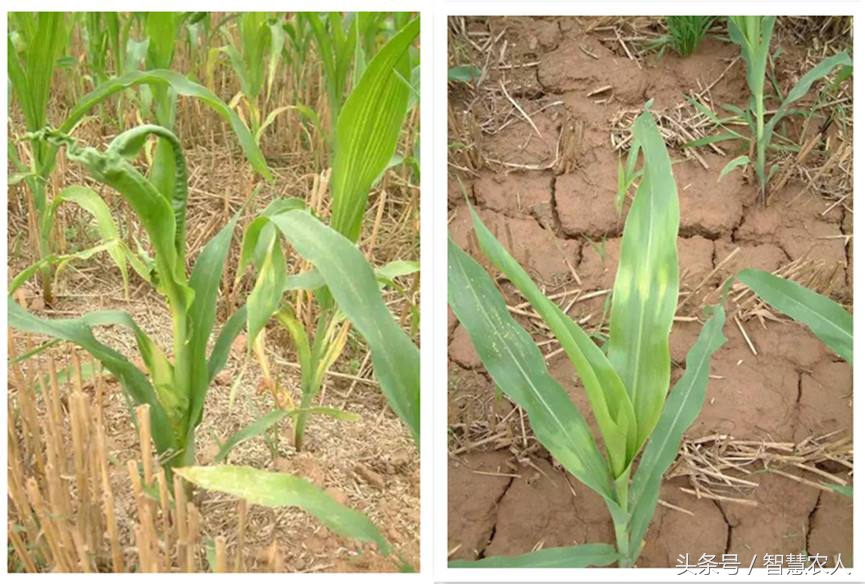 农作物出现药害怎么解,农作物遇到的药害怎么解除