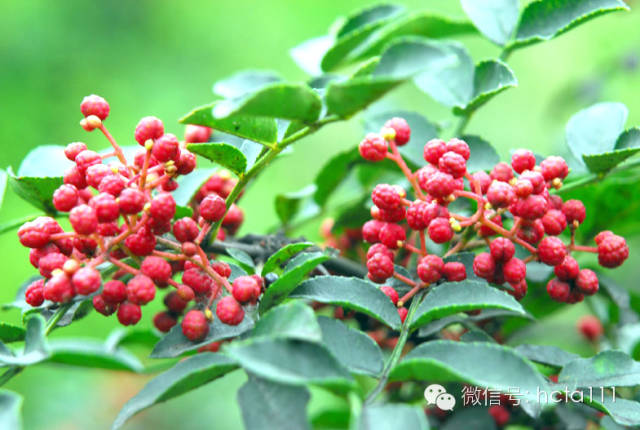 陕西韩城万亩花椒,急需大量采椒客