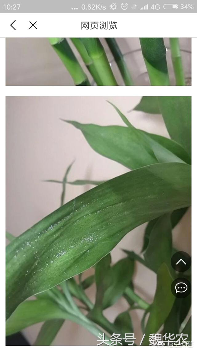 富贵竹叶面病虫害有哪些,富贵竹病虫有哪些