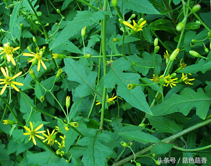 小孩可以长期泡各种草药吗,儿童凉血止痒的洗澡草药