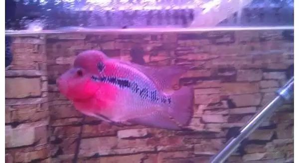 罗汉退沙烧尾,简单区别回火退火