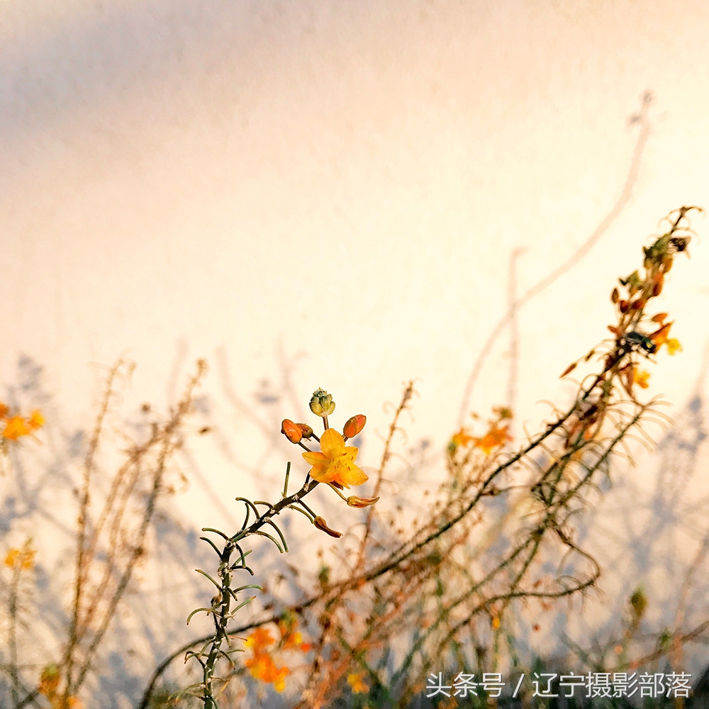 2020年ipa摄影奖获奖作品,ippa摄影大赛获奖作品2010