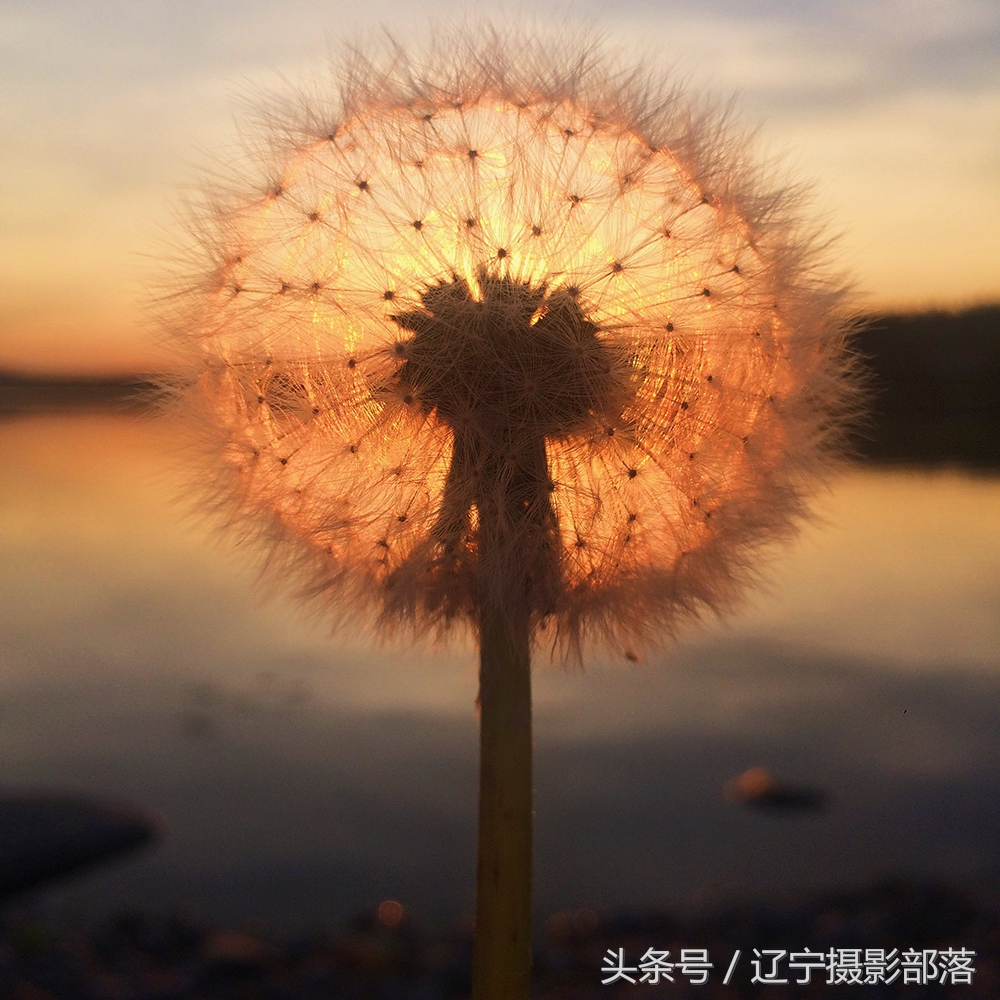 2020年ipa摄影奖获奖作品,ippa摄影大赛获奖作品2010