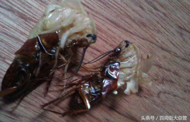 蟑螂怎么消灭最彻底不用药,蟑螂怎么正确消灭最彻底小妙方