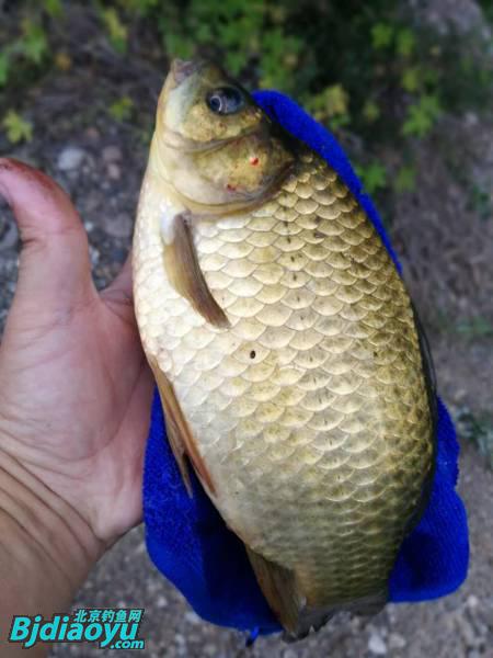 钓鱼也要讲究生活必须惬意,钓鱼需要保持哪些心态