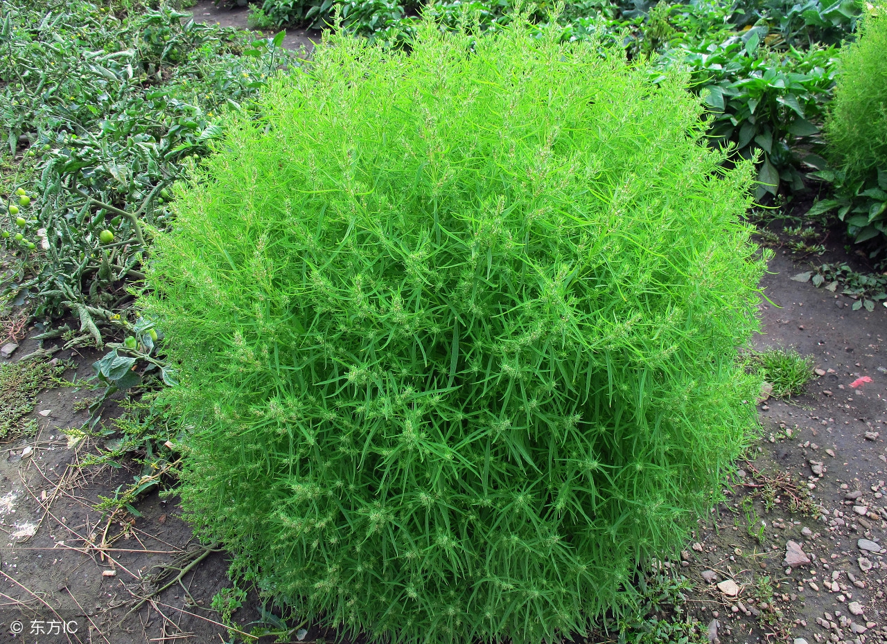 日常常用中药的作用和用法,常用中药药对归纳总结