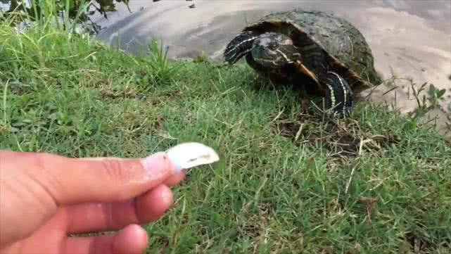 被乌龟咬到了该如何让快速松口呢,被乌龟咬住怎样让它松口