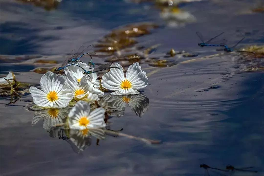 丽江十二时辰,丽江千古情诗词简短