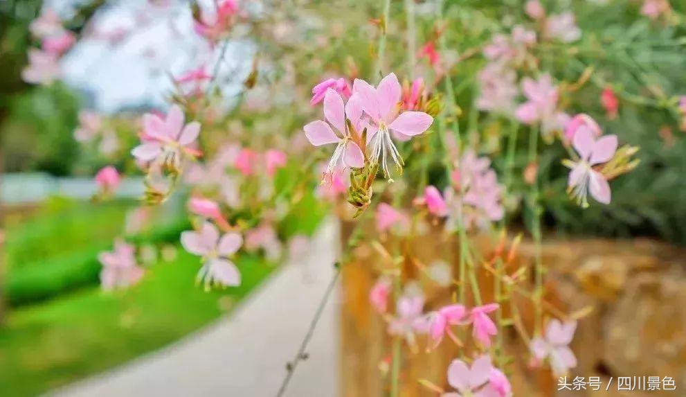 小众又免费！成都地铁直达的天然氧吧！清凉洗肺又解暑！