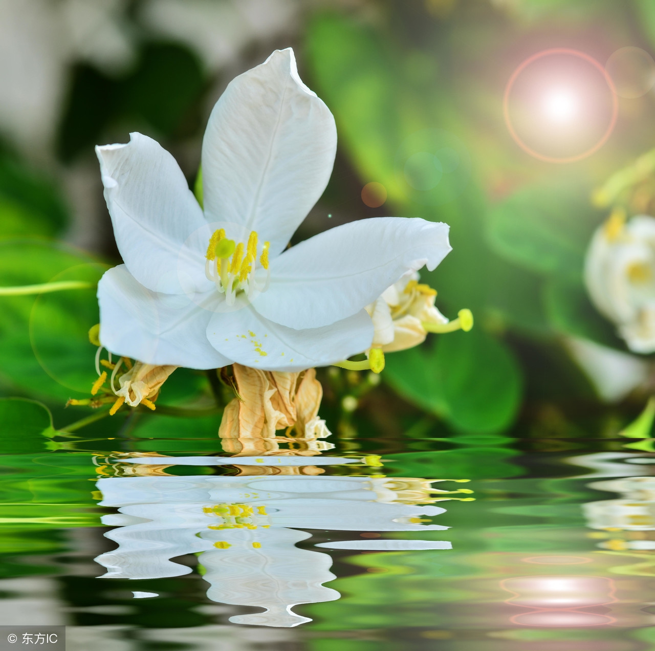 湿疣和尖锐疣有什么区别,尖锐性湿疣跟疣的区别