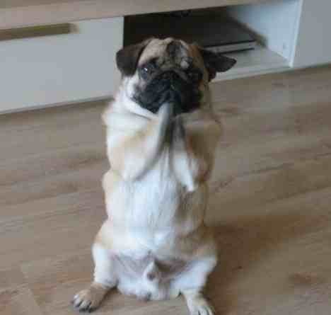 你家狗狗会跳墙吗,你家狗狗会游泳吗