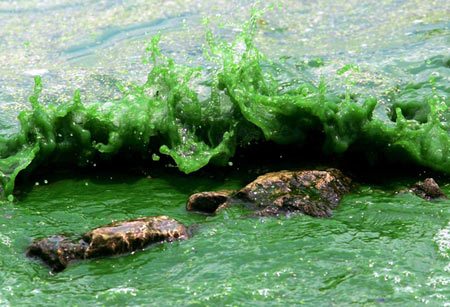 湖泊常见的浮游生物,湖泊出现奇特生物