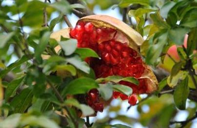 院子里的石榴树有什么寓意,庭院石榴树的说法