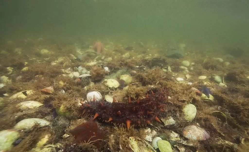 想要有滋补作用的海参要掌握三点,滋补身体用哪种海参比较好