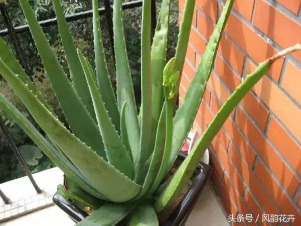 什么花适合送朋友呢,送朋友什么花好又实用