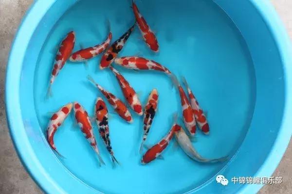 想要养条大鱼,想要养好鱼