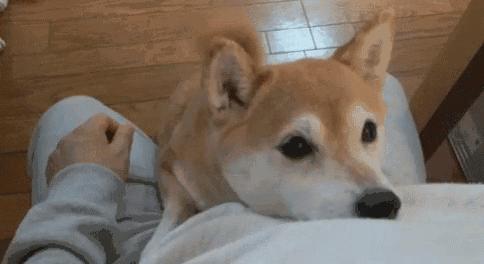 动物能感知人类心情吗,动物能感到开心吗