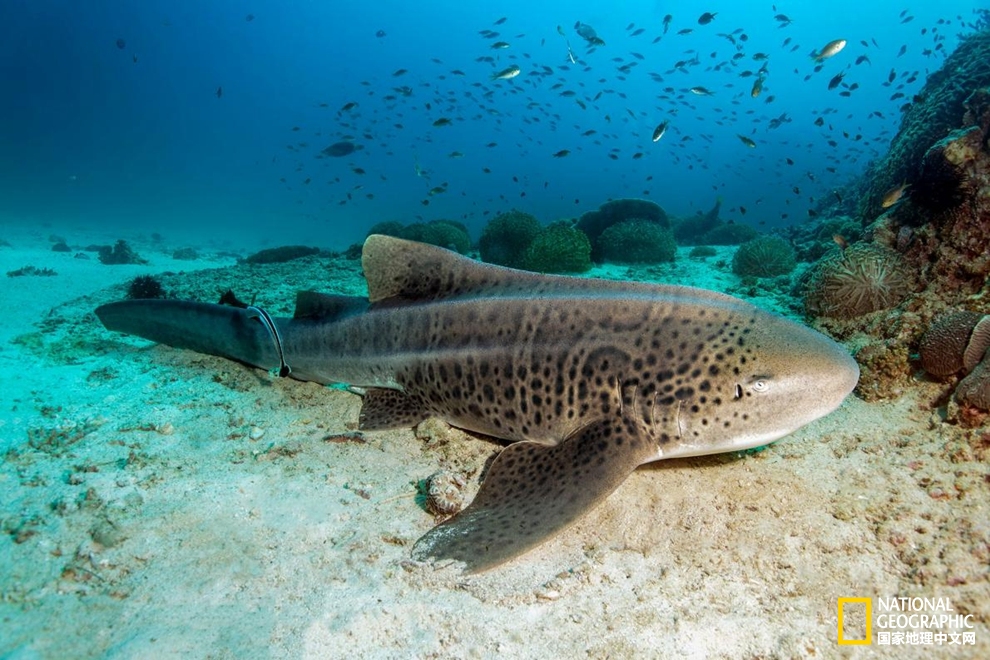 鲨鱼冷知识：六种罕见鲨鱼，你认识几种？