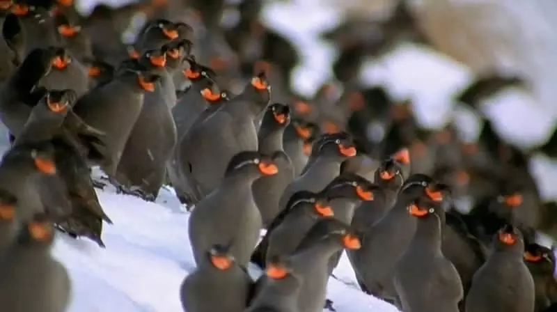 十部震撼神级片,9部堪称神作的纪录片火山