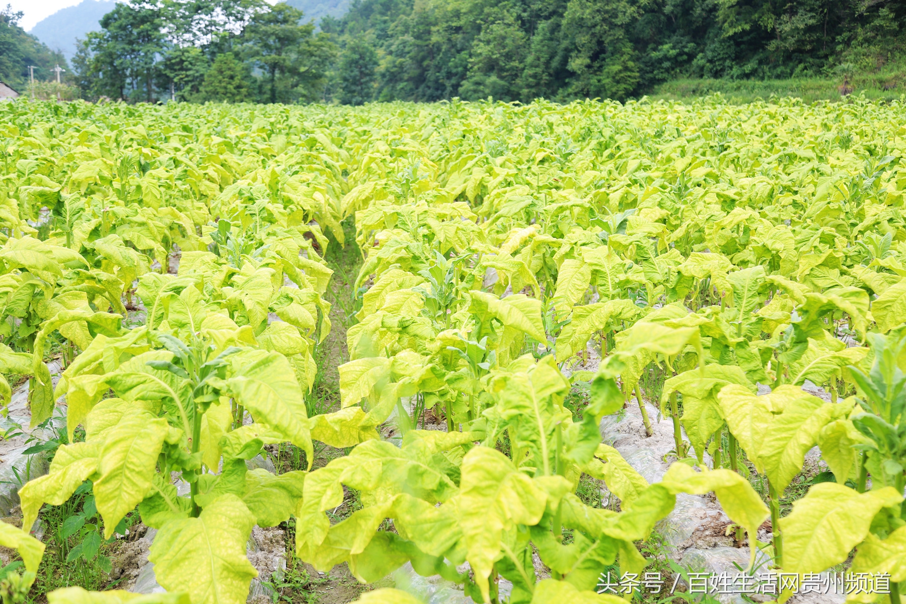 长顺：“黄金叶”里有黄金 鼓了腰包富了民