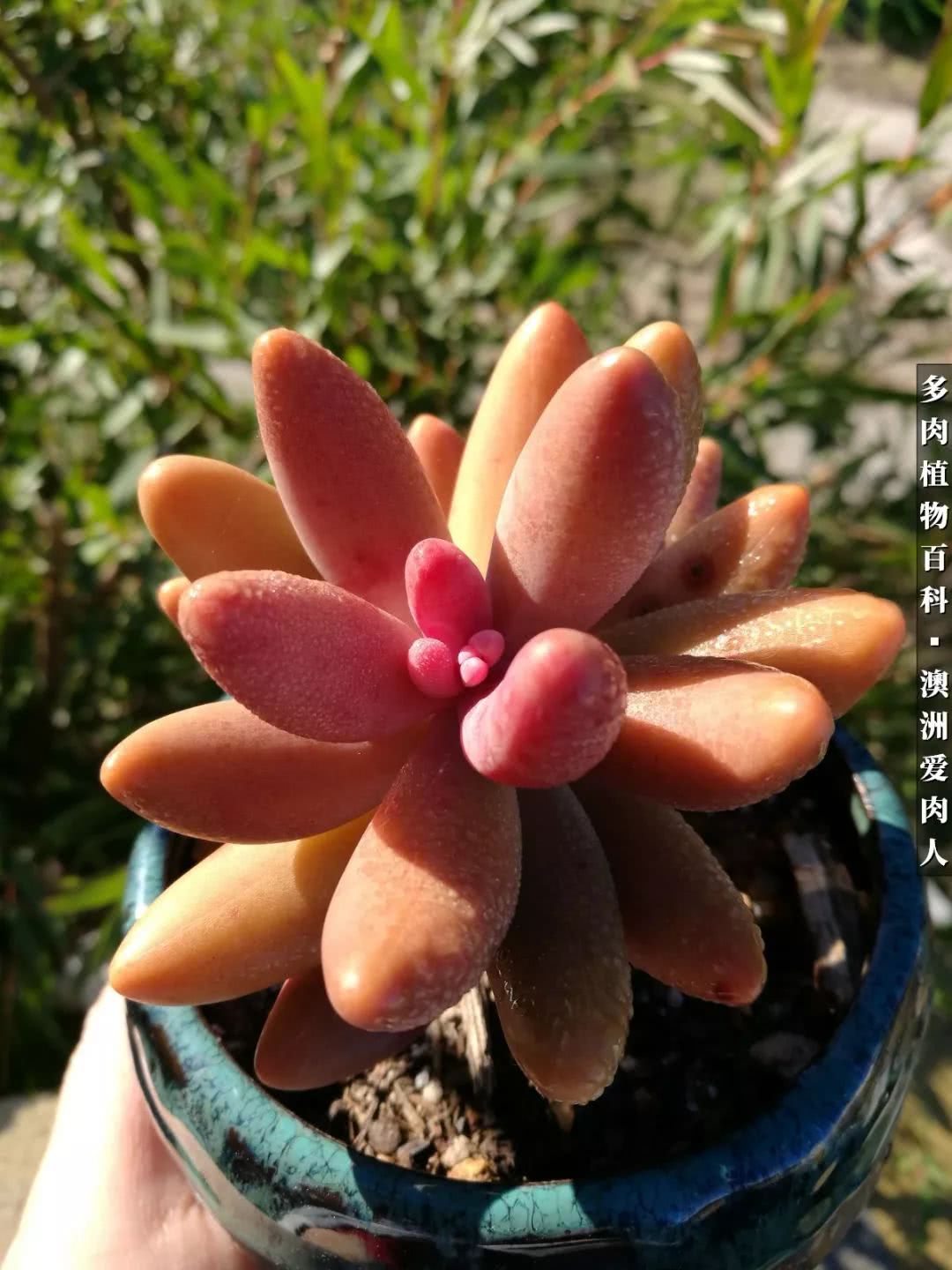 最耐晒的八款多肉,暖阳下的多肉美的不得了