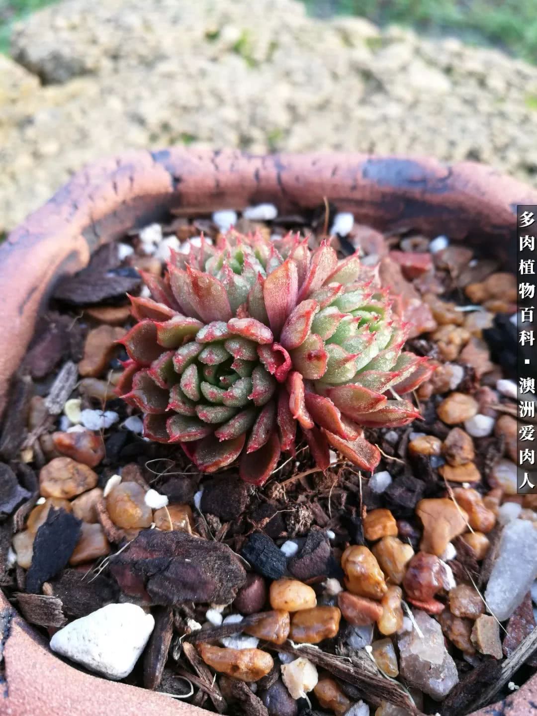 最耐晒的八款多肉,暖阳下的多肉美的不得了