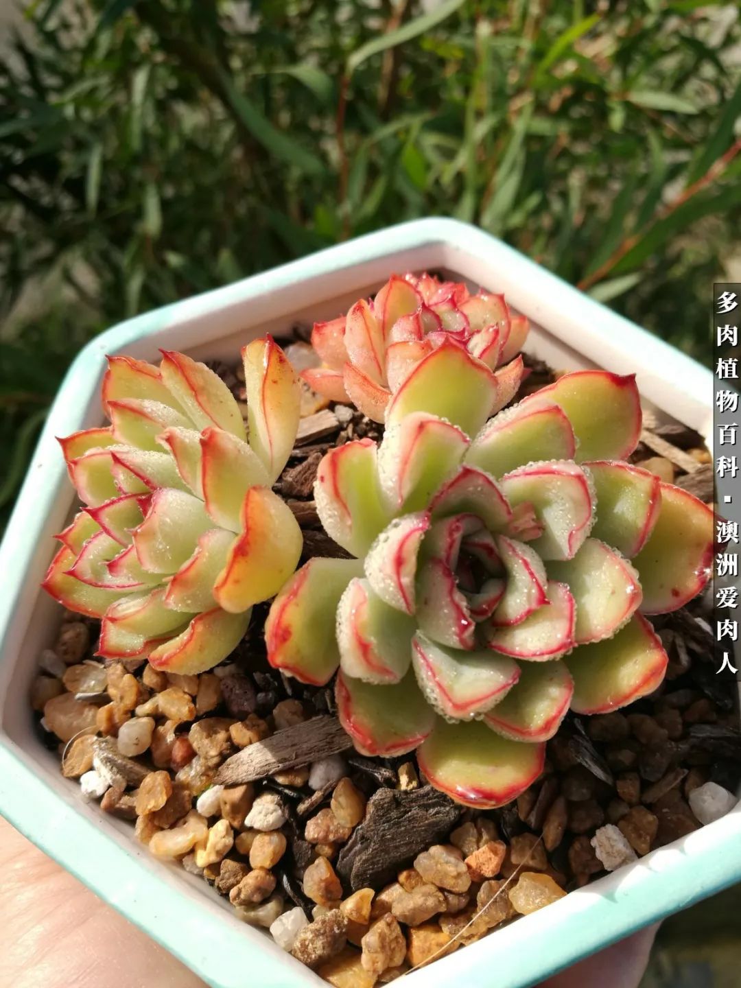 最耐晒的八款多肉,暖阳下的多肉美的不得了