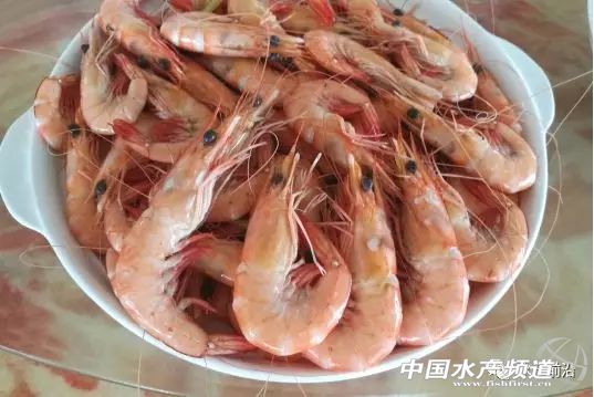 新品种“白金钢”!源自非洲亚丁湾,抗病力强,适应性广,到底什么来头?