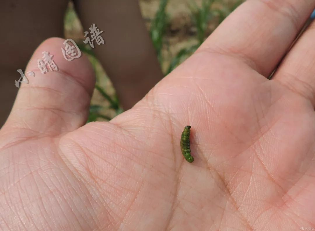 北方可食用的大绿虫子,可食用大绿虫子
