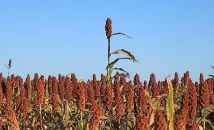 高粱也是五谷吗,高粱为什么不属于五谷