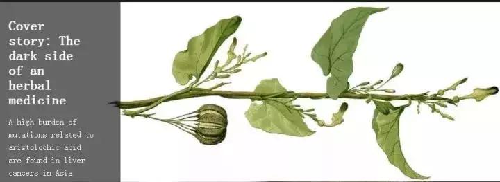 为什么外国人可以接受鱼腥草,外国人有多抗拒鱼腥草