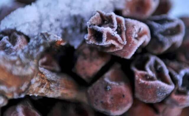 为什么加拿大盛产冰酒,加拿大十大著名冰酒是什么