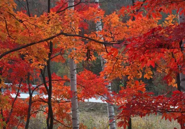 中国红大气豪迈热情洒脱,中国红霸气文案