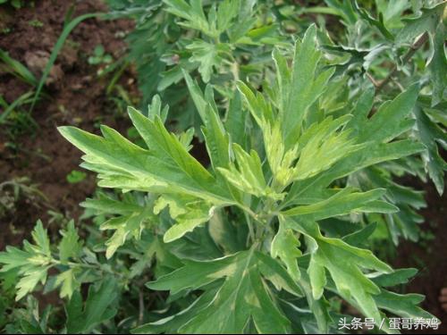 养鸡普发“冷应激”,老兽医透漏一绝招,再也不怕鸡感冒了!